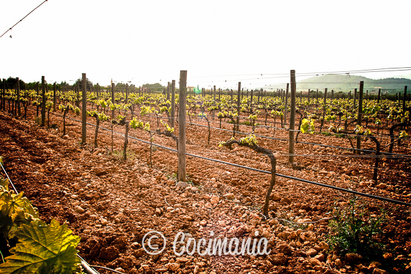 Viñedo en Mallorca - Vineyard in Mallorca
